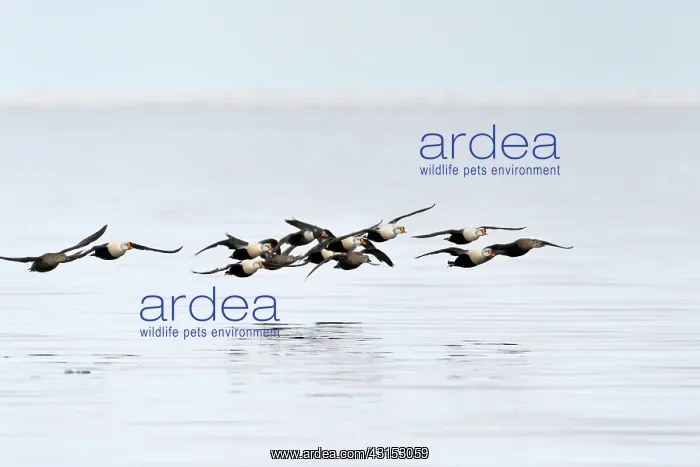 : King Eider : King Eider