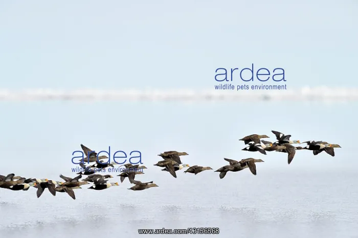 : King Eider : King Eider