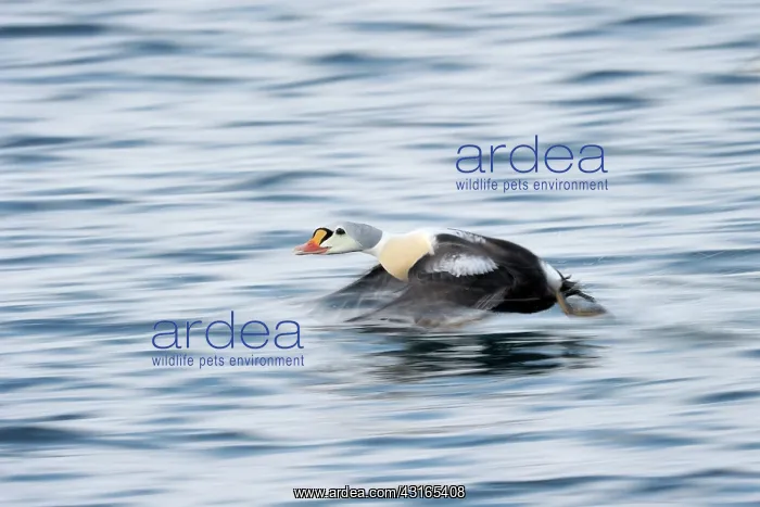 : King Eider : King Eider