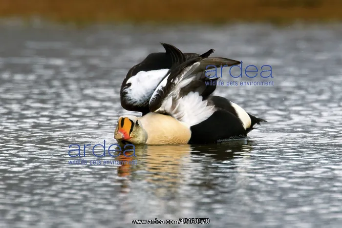 : King Eider : King Eider