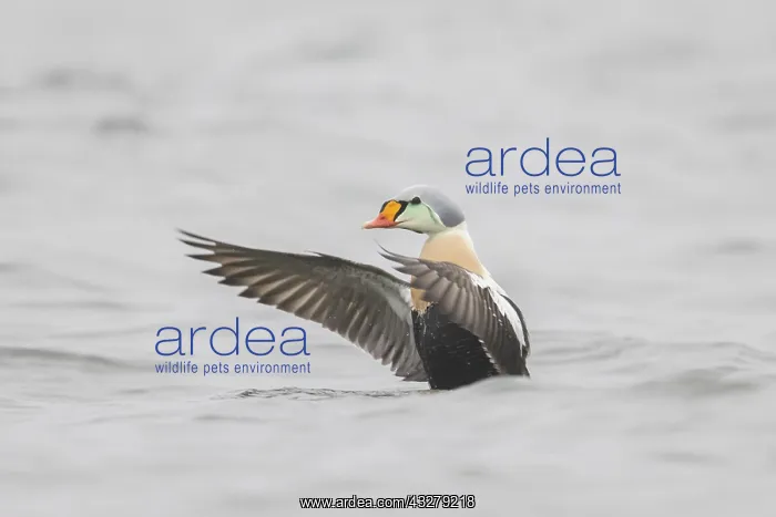: King Eider - adult drake flapping its wings - Germany : King Eider - adult drake flapping its wings - Germany