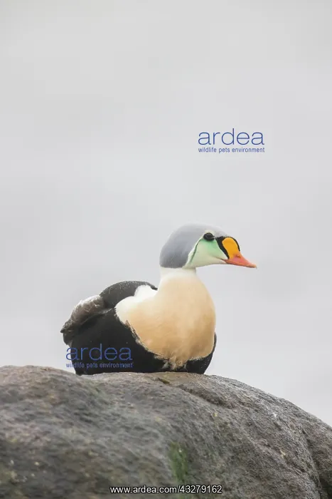 : King Eider - adult drake resting on a stone - Germany : King Eider - adult drake resting on a stone - Germany