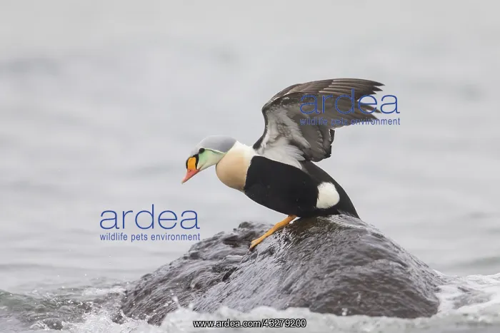 : King Eider - adult drake resting on a stone - Germany : King Eider - adult drake resting on a stone - Germany