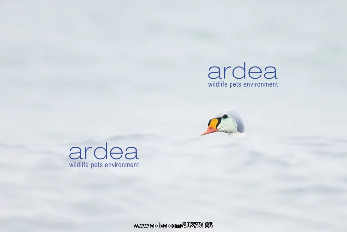 : King Eider - adult drake swimming - Germany : King Eider - adult drake swimming - Germany