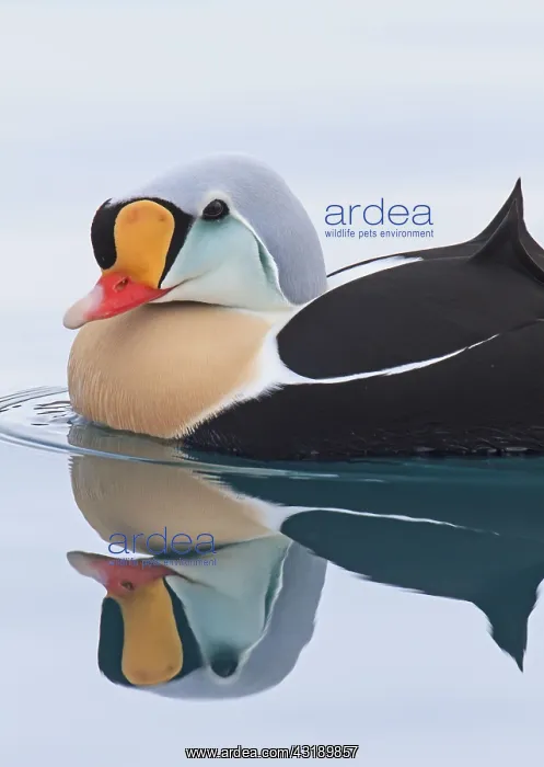 : King Eider adult male, breeding plumage, swimming : King Eider adult male, breeding plumage, swimming