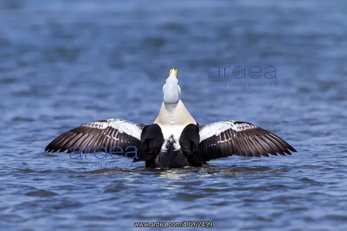  : King Eider adult male, stretching wings on water
