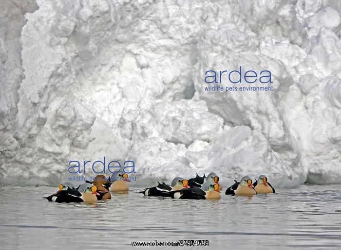 : King Eider - Courting flock with one female and rest males : King Eider - Courting flock with one female and rest males