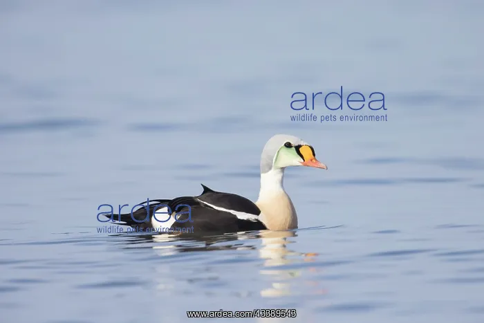 : King Eider drake : King Eider drake