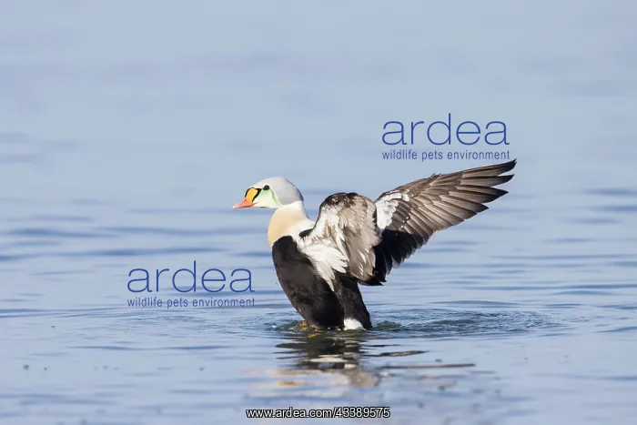 : King Eider drake : King Eider drake