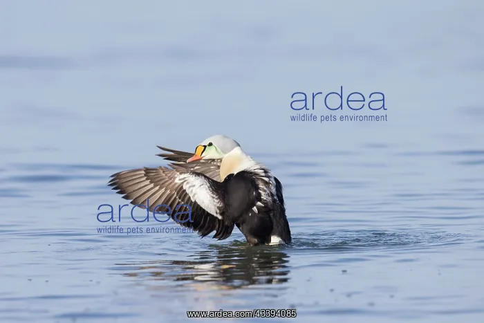 : King Eider drake : King Eider drake