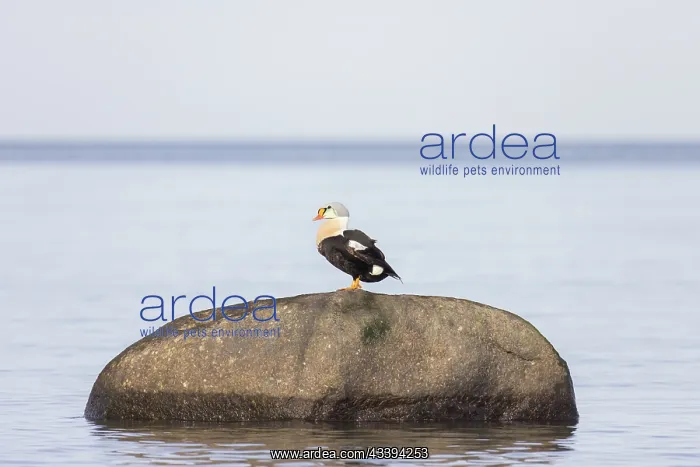 : King Eider drake : King Eider drake