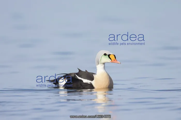 : King Eider drake : King Eider drake