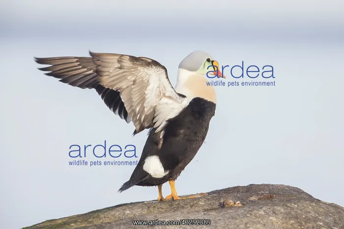 : King Eider - drake in breeding plumage flapping : King Eider - drake in breeding plumage flapping