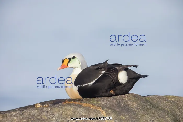 : King Eider - drake in breeding plumage - Germany : King Eider - drake in breeding plumage - Germany