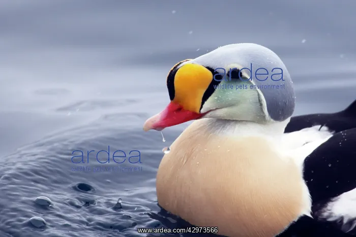 : King Eider - Drake Close Up : King Eider - Drake Close Up