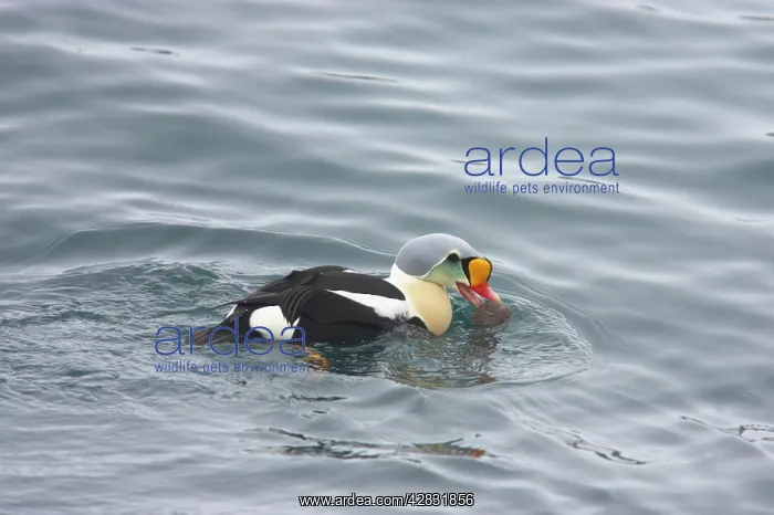 : King Eider - drake feeding on sea urchin : King Eider - drake feeding on sea urchin