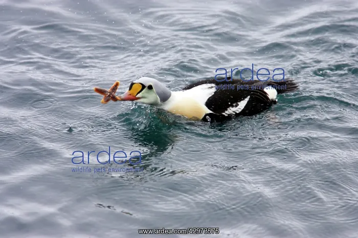 : King Eider - Drake Feeding on Starfish : King Eider - Drake Feeding on Starfish