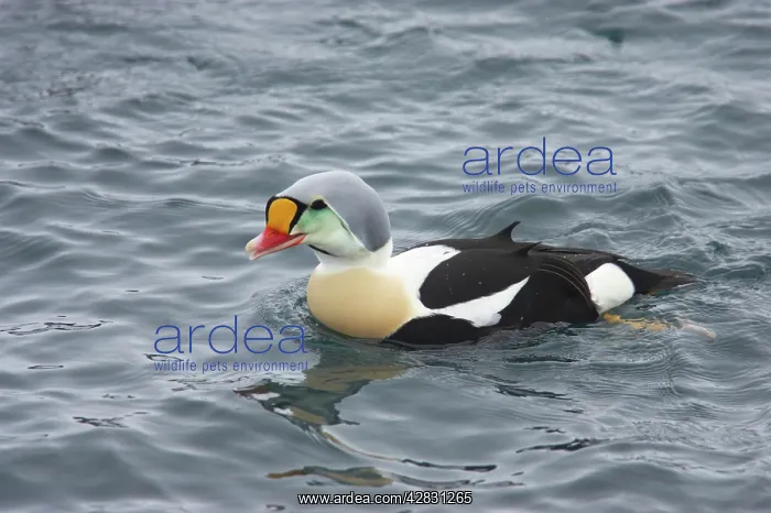 : King Eider - drake on sea : King Eider - drake on sea