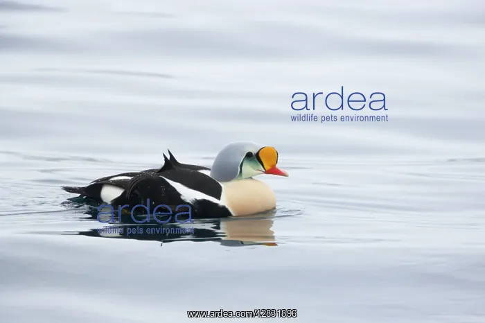 : King Eider - drake on sea : King Eider - drake on sea