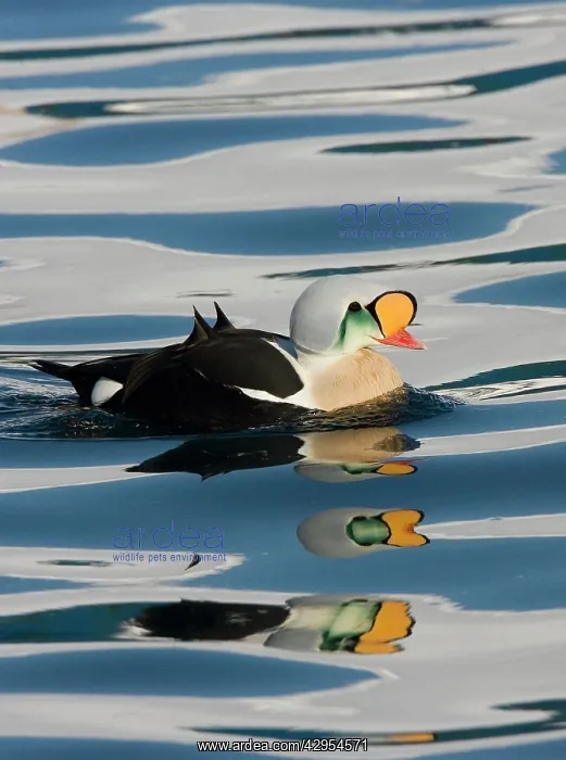 : King Eider - Drake swimming on water with mass reflections : King Eider - Drake swimming on water with mass reflections