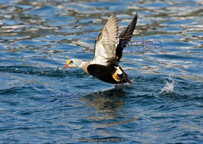 : King Eider - Drake taking off from water : King Eider - Drake taking off from water