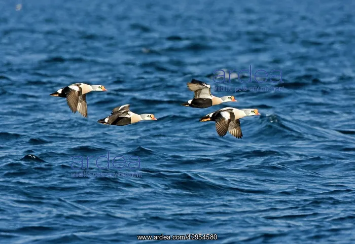: King Eider - Drakes flying over the sea : King Eider - Drakes flying over the sea