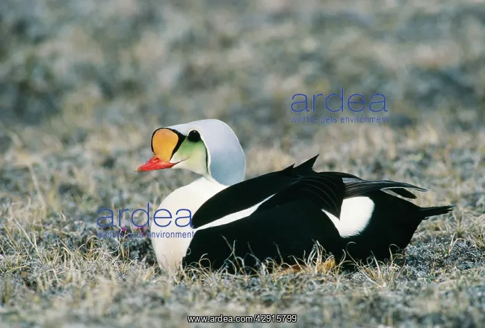 : KING EIDER DUCK : KING EIDER DUCK