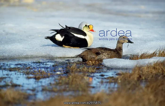 : King Eider Duck : King Eider Duck