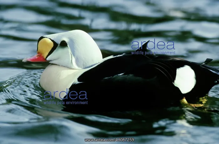 : King Eider Duck : King Eider Duck