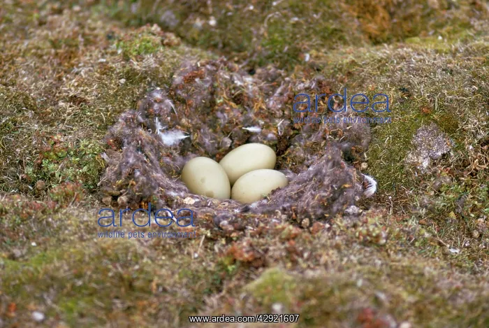 : King Eider Duck - eggs in nest : King Eider Duck - eggs in nest