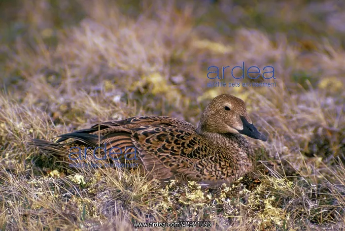 : King Eider Duck - female on nest : King Eider Duck - female on nest