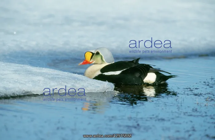 : KING EIDER DUCK - ON ICY WATER : KING EIDER DUCK - ON ICY WATER