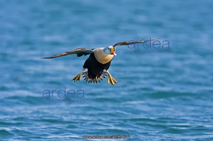 : King Eider - In flight landing on the sea - April : King Eider - In flight landing on the sea - April