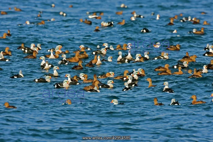 : King Eider - Mass flock swimming out to sea - male : King Eider - Mass flock swimming out to sea - male