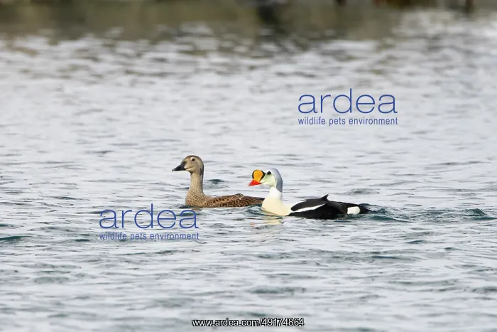 : King Eider pair : King Eider pair
