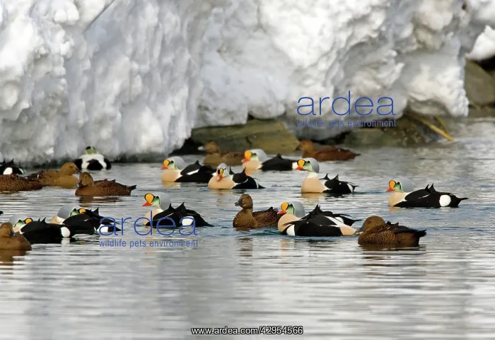  : King Eider - Small flock drakes and ducks swimming