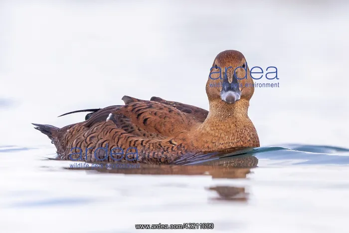 : King eider (Somateria spectabilis), female, Harbour : King eider (Somateria spectabilis), female, Harbour