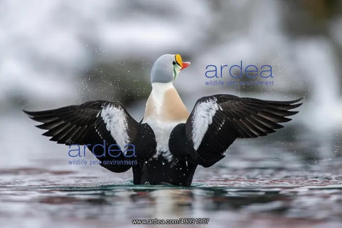 : King eider (Somateria spectabilis), male, Batsfjord : King eider (Somateria spectabilis), male, Batsfjord