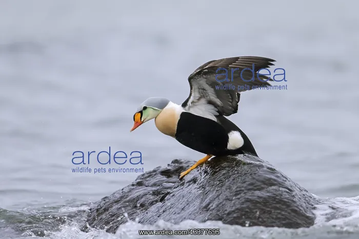 : King eider (Somateria spectabilis) (Anas spectabilis) : King eider (Somateria spectabilis) (Anas spectabilis)