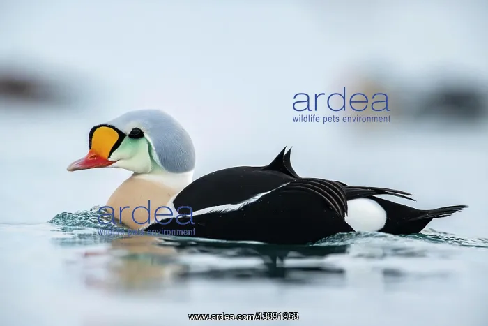 : King eider (Somateria spectabilis), also known as : King eider (Somateria spectabilis), also known as