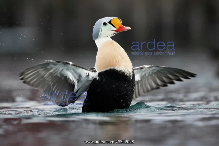  : King eider (Somateria spectabilis), also known as