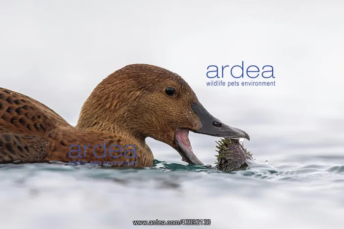 : King eider (Somateria spectabilis), also known as : King eider (Somateria spectabilis), also known as