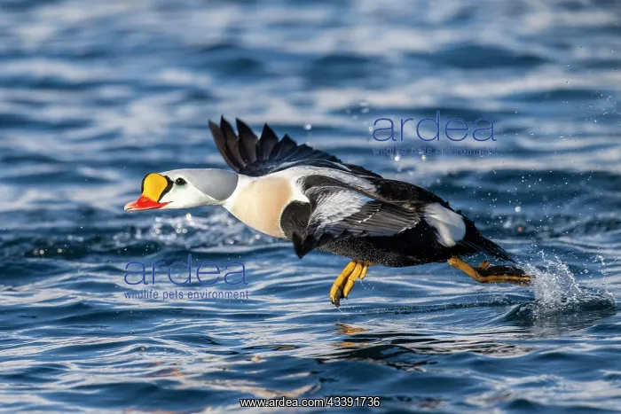 : King eider (Somateria spectabilis), male in flight : King eider (Somateria spectabilis), male in flight