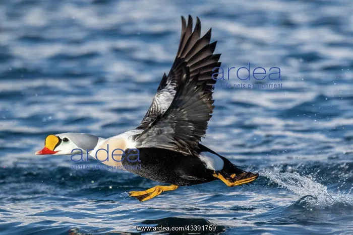 : King eider (Somateria spectabilis), male in flight : King eider (Somateria spectabilis), male in flight