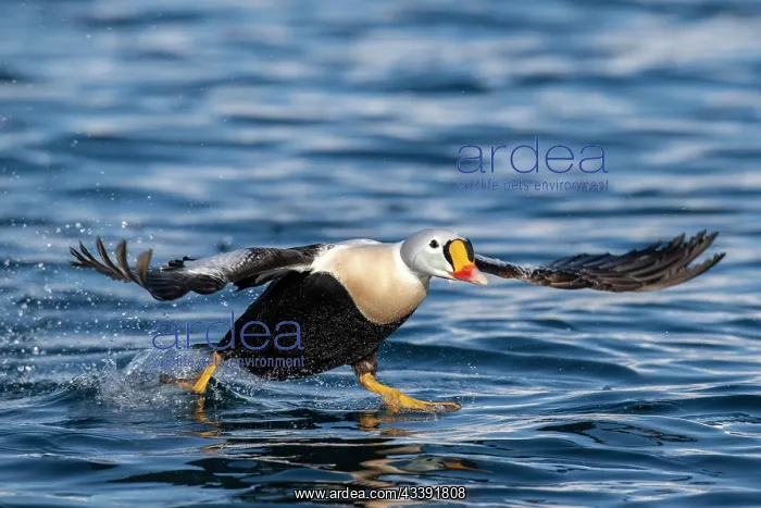 : King eider (Somateria spectabilis), male in flight : King eider (Somateria spectabilis), male in flight