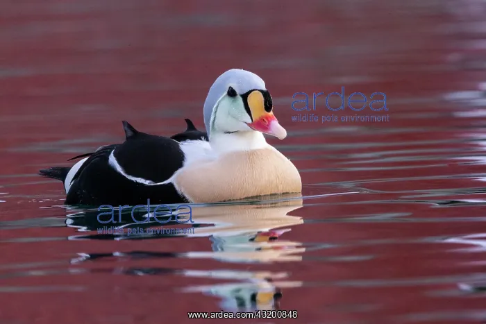 : King eider (Somateria spectabilis), male, Harbour : King eider (Somateria spectabilis), male, Harbour
