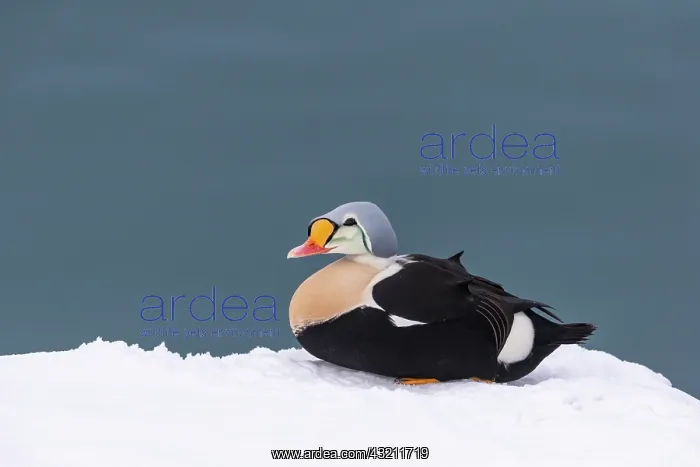 : King eider (Somateria spectabilis), male, Harbour : King eider (Somateria spectabilis), male, Harbour