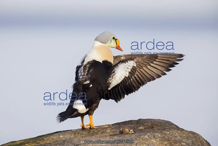 : King eider (Somateria spectabilis) male sea duck : King eider (Somateria spectabilis) male sea duck