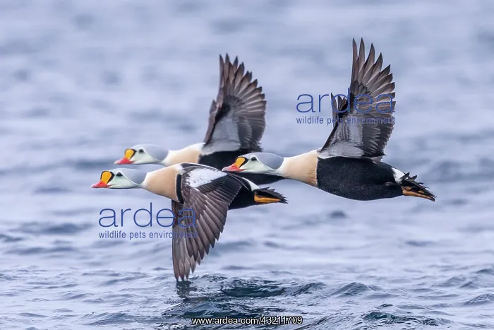 : King eider (Somateria spectabilis), males in flight : King eider (Somateria spectabilis), males in flight