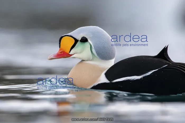 : King eider (Somateria spectabilis), portrait of : King eider (Somateria spectabilis), portrait of